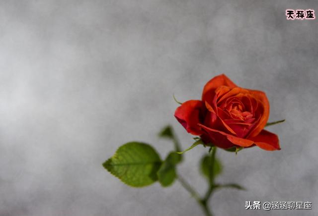 最讨人喜欢的星座女，最讨人喜欢的星座女男神最喜欢的星座女谁是第一名（最讨人喜欢的四大星座女）