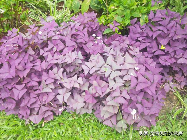 三角紫叶酢浆草，盆栽养护紫叶酢浆草（三角紫叶酢浆草的养殖方法和注意事项）