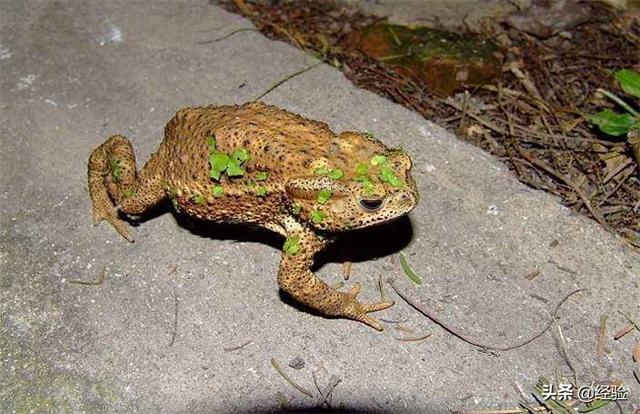 金蟾怎么养，竹根雕金蟾怎么养（人工养殖蟾蜍的注意事项）