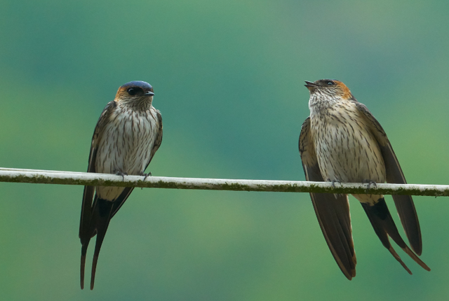 燕子进屋来有什么兆头，燕子在家搭窝预示三件事发生（燕子来家筑巢是好兆头）