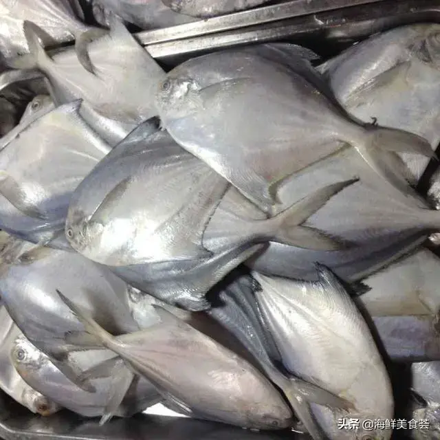 多春鱼是河鱼还是海鱼，多春鱼产地在中国哪里（暂时市面上几乎没有养殖的）
