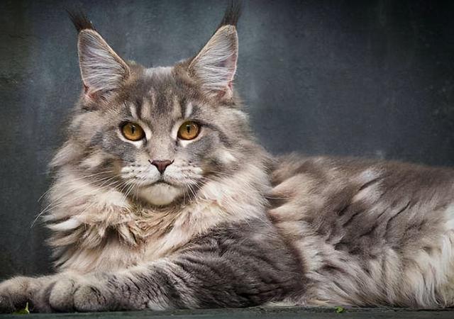 缅因猫怎么样，缅因猫有哪些特点（这6个缺点让人“望而生畏”）