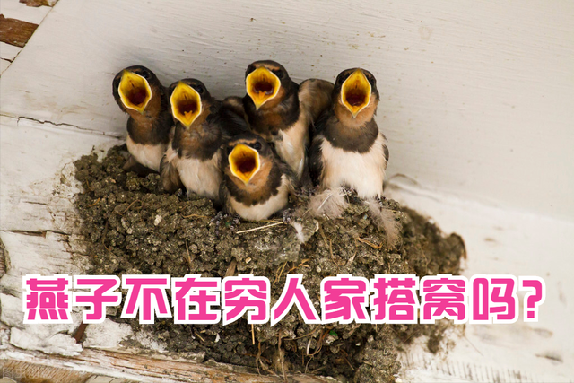 燕子筑巢寓意什么，燕子在家里搭窝预示着什么意思（燕子为何会挑选人家搭窝）
