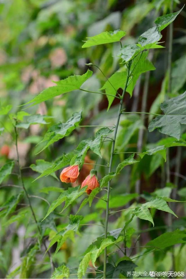 清新可爱的风铃花，漂亮风铃花（其中一个还能吃）