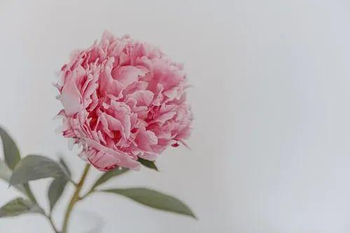 轻诺必寡信是什么意思，轻诺必寡信什么意思（言出必行：用真诚换取尊敬）