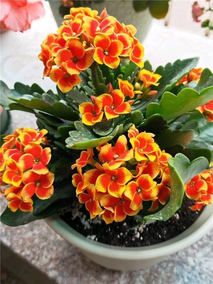 好养的长寿花(开花大会变色,仙气十足) - 彝家农业网