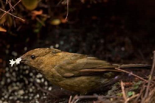 新几内亚天堂鸟，地球上长得极其怪异的6种奇特生物（新几内亚岛——几乎在地球上未被探寻的“失落的世界”）