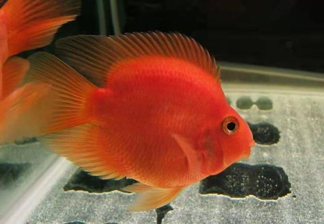 鹦鹉鱼的种类有多少，鹦鹉鱼的种类有多少个（越来越不受鱼友们的欢迎）