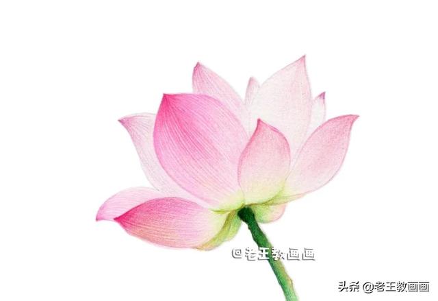 如何画荷花，如何画荷花国画（教你用彩铅画一朵荷花）