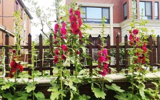 SuSu:一起种草莓来吗，微信头像，SuSu:一起种草莓来吗?【杂图】（花芽蹭蹭长满盆）