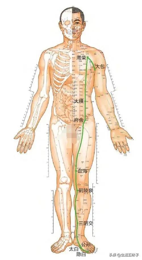 冲门的准确位置及作用，冲门的准确位置及作用图（脾经上重要穴位—舍府穴、冲门穴、箕门）