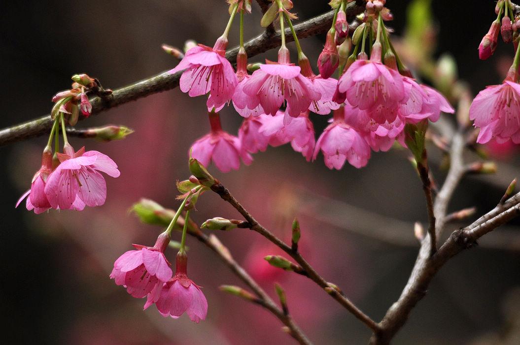 学校踏青活动作文（小学生优秀作文欣赏）