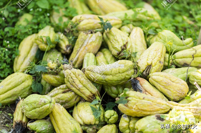 凉菜龙须菜怎么种植，龙须菜到底是什么菜