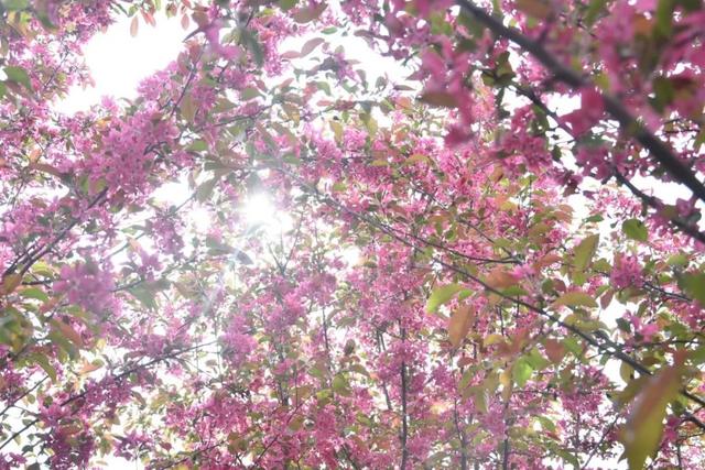 关于日的诗句，关于日的诗句和诗人的情感（最美6首暖春古诗词：风乍暖）