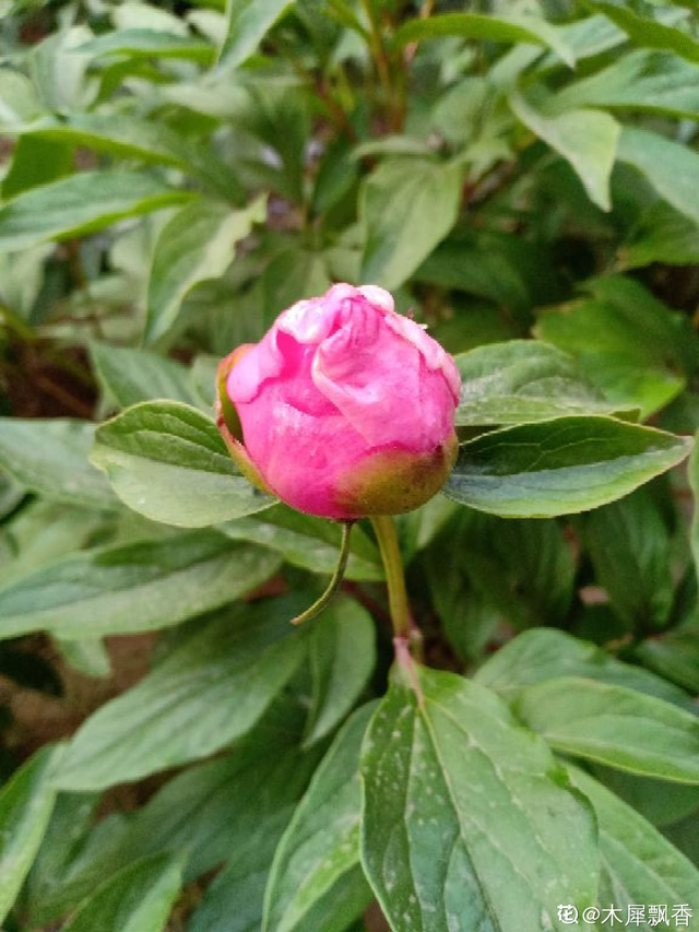 芍药花与牡丹花寓意，芍药花的寓意和象征（6个方法教你快速区别）