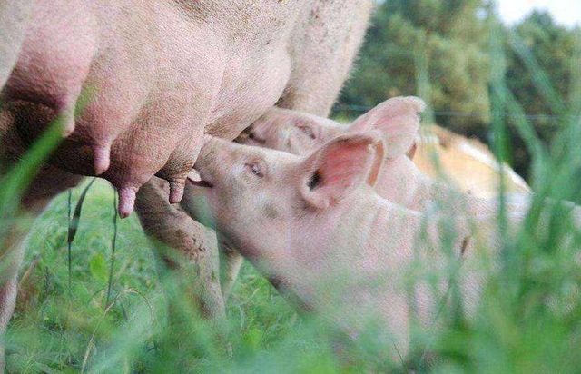 猪奶部位的肉可以吃吗，猪乳肉可以吃吗（能喝吗？你们要的猪奶来了）