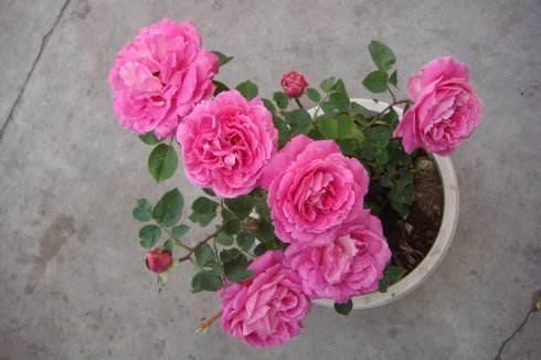 月季扦插多久生根，扦插月季多久生根（扦插月季别“手贱”）