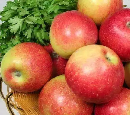 秦冠苹果有什么特点，秦冠苹果的特点（竟不知道它有这么多的品种）