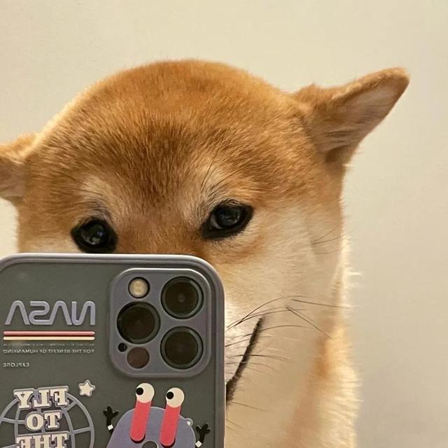 可爱的狗子图片，可爱狗子头像微信（狗狗憨憨头像‖好可爱啊）