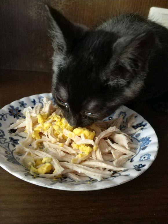 猫能吃什么人类食物，猫咪可以吃什么人类食物（猫咪可以吃的9种人类食物）