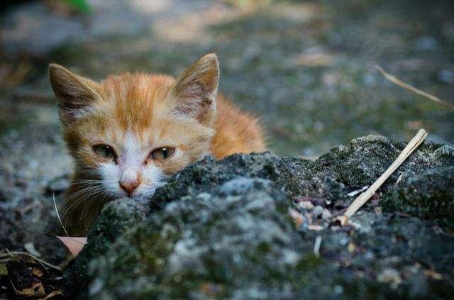 流浪猫应该怎么养，流浪猫怎么养成宠物猫（记住这5点，让小奶猫健康长大）