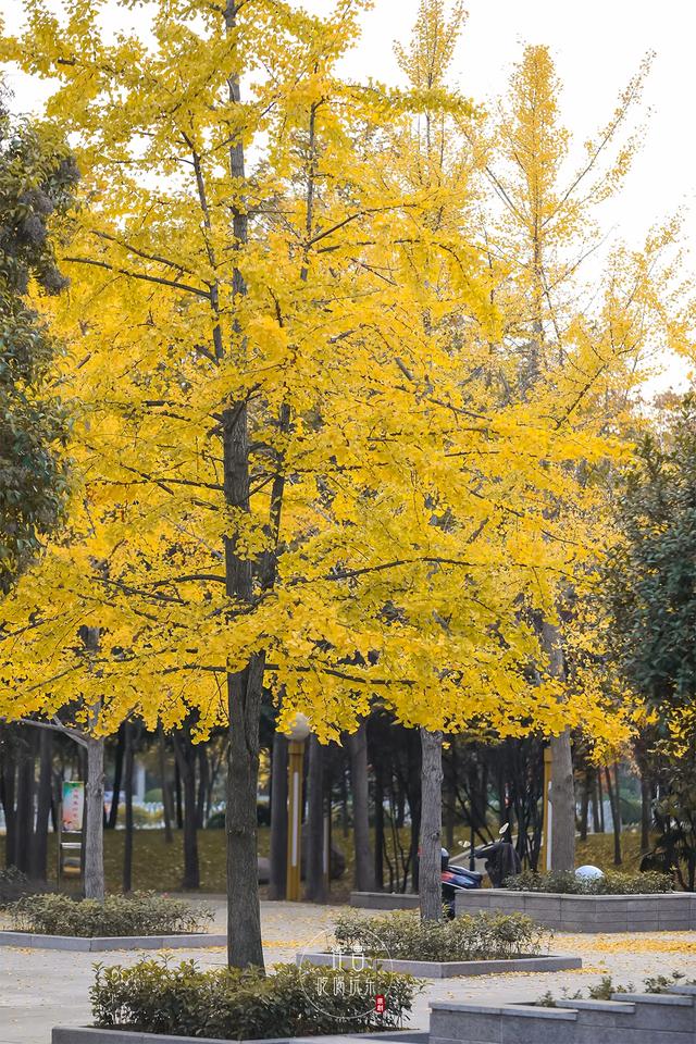 许昌旅游景点有哪些,许昌旅游景点有哪些地方(带你感受专属秋天的浪漫景色) 许昌旅游景点有哪些,许昌旅游景点有哪些地方(带你感受专属秋天的浪漫景色)
