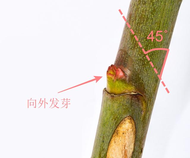 玫瑰花怎么保存，玫瑰花怎么保存时间长（掌握这几点知识要点）