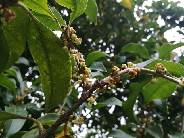 关于桂花的资料，桂花的资料（满园飘逸桂花香）