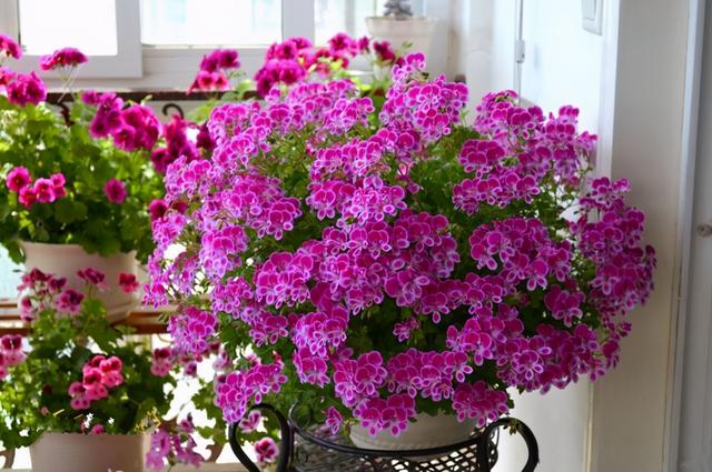 又高又深的花盆适合种什么花，高花盆适合种什么花（5种“贵气花”）