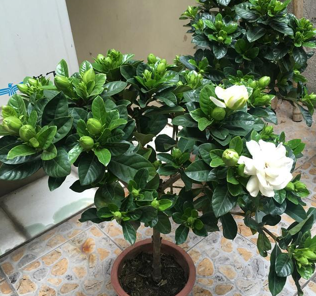 栀子花花期多长，栀子花的花期有多长时间（别乱浇磷酸二氢钾）