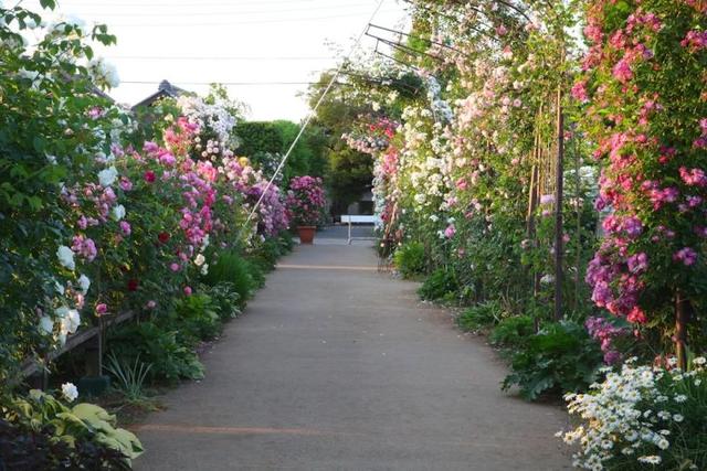 月季花品种，十大经典品种（凭一己之力撑起了整个花园的颜值）