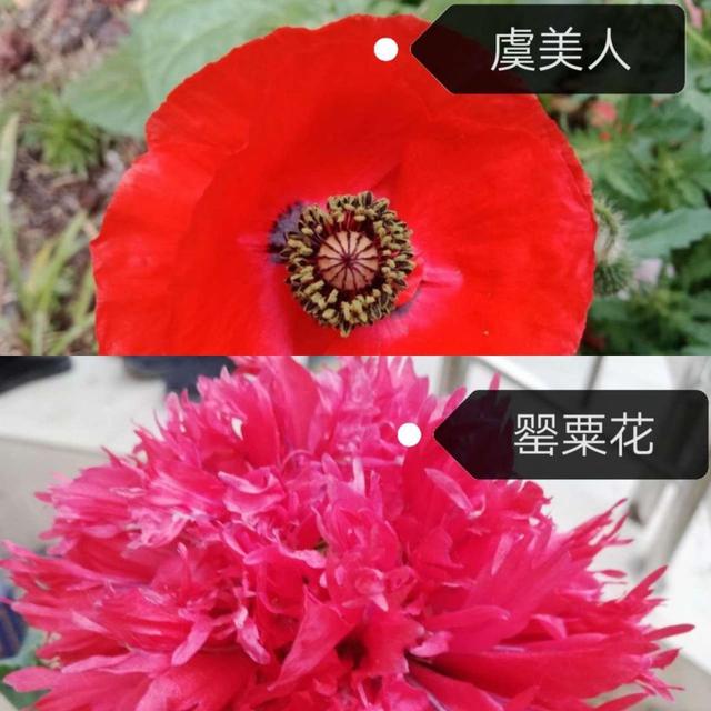 推荐罂粟不可种，紫堇的种植（千万不能私自种）