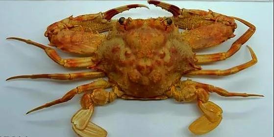 梭子是什么样的，梭子是啥玩意儿（生物相册•散落全世界的远亲）