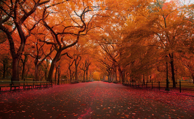 冬夜诗词，冬夜诗词原创（为爱深红似落花）