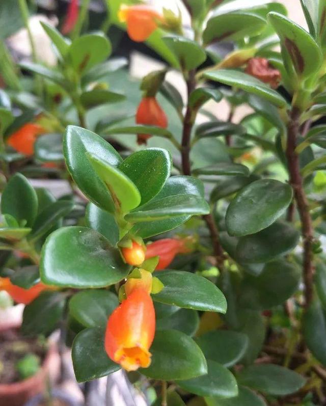 金鱼吊兰怎么养才开花，1年四季都能开花