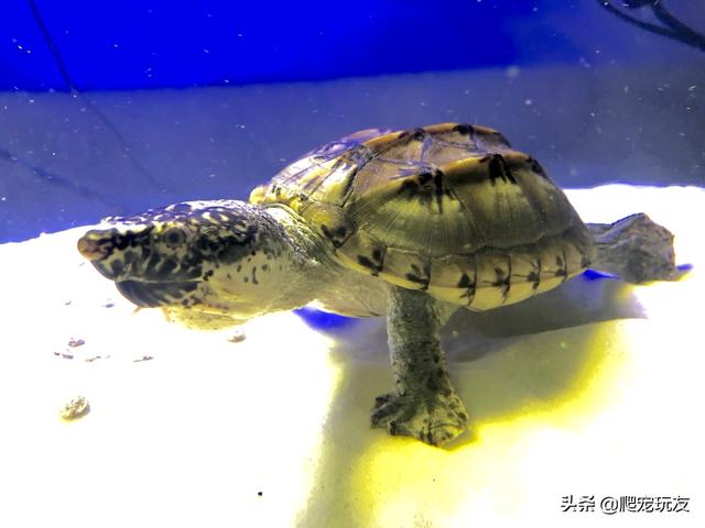 越养越好看的蛋龟，“三大巨蛋”之一的墨西哥巨蛋龟