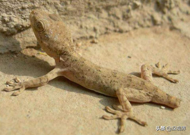 守宫是蜥蜴还是壁虎，为何会成为“五毒”之一