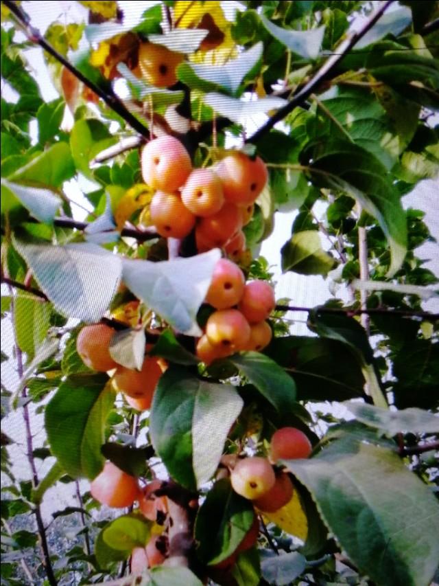 海棠花的功效和作用，海棠果功效与作用（治疗泌尿系统疾病的主药之一）