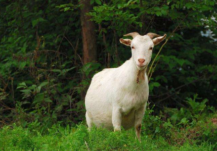 羊有几个胃，羊有几个胃 分别是（了解\