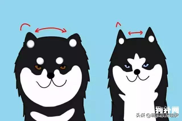 阿拉斯加犬和哈士奇，阿拉斯加犬跟哈士奇（阿拉斯加犬舍）