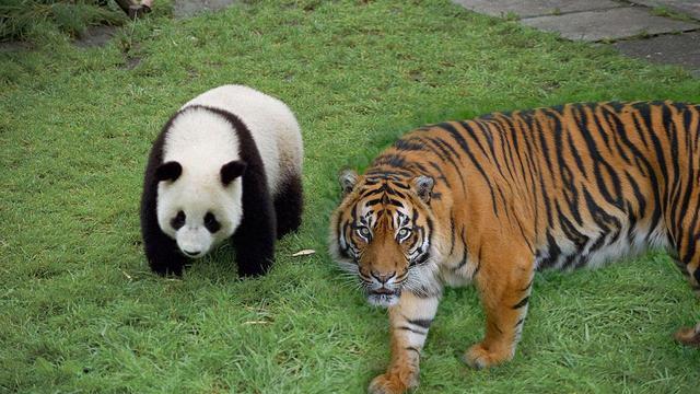 蚩尤的坐骑是什么，蚩尤的坐骑是什么神兽（涿鹿之战蚩尤真的骑着大熊猫作战）