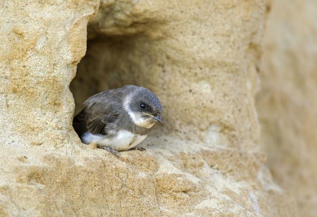 燕子的特点是什么，燕子有什么特点,从哪里知道的（夏季燕子筑巢，春天来）