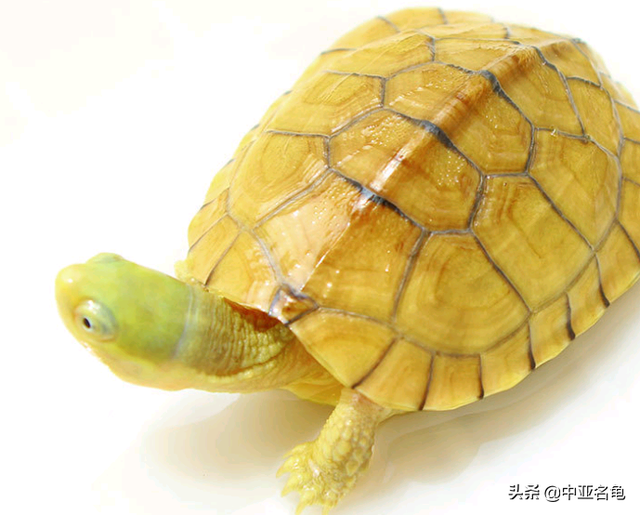 乌龟一般吃什么，家养的小乌龟一般吃什么（最全面的新手养龟攻略）