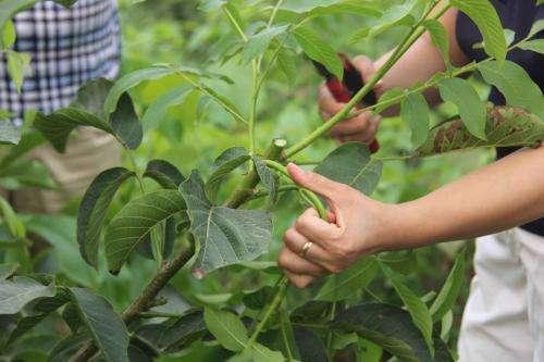 核桃樹修剪時間和方法,核桃樹剪枝最佳時間(核桃樹什麼時候修剪最合適