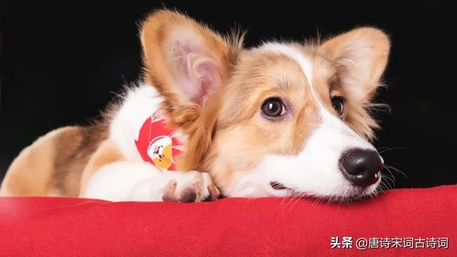 西北望射天狼上一句（柴门闻犬吠）