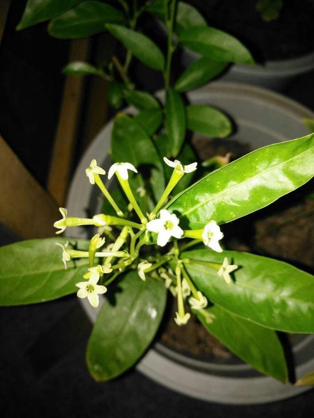 夜来香的味道有毒吗，夜来香有毒吗（这花一到晚上就很香）