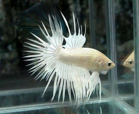 斗鱼怎样产卵，斗鱼要产卵的征兆（泰国斗鱼繁殖过程介绍）