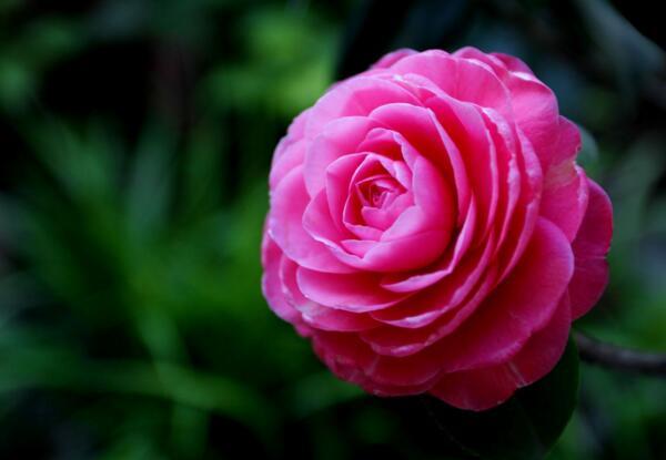 白色山茶花的花语是什么，白色山茶花花语（山茶花花语是什么,理想的爱）