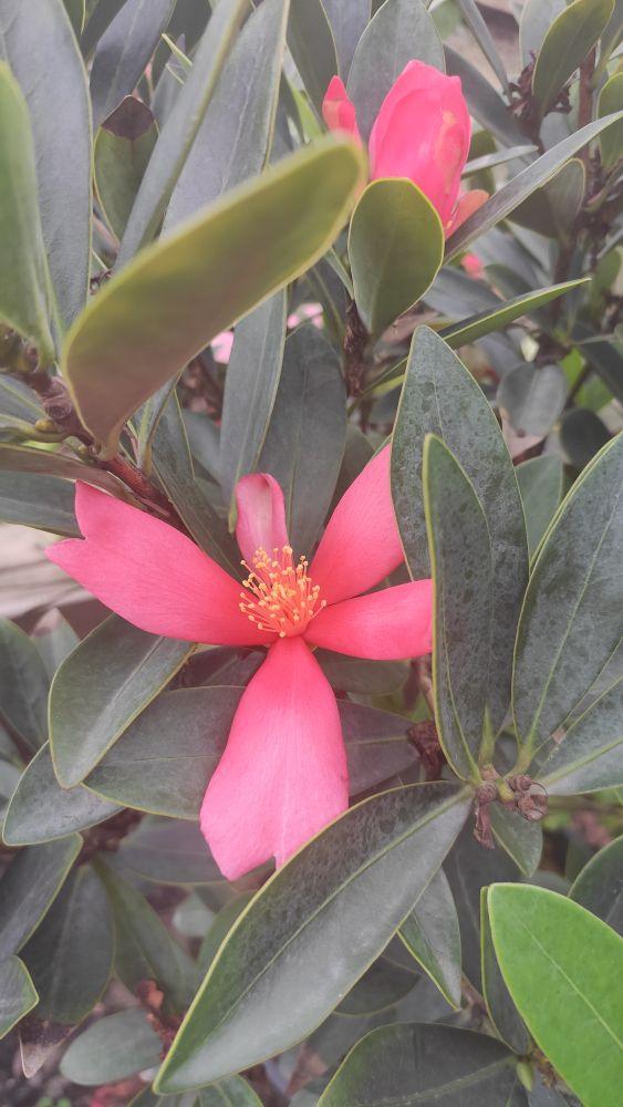 四季茶花的养殖方法，四季茶花的养殖方法和注意事项北方（四季茶花的养殖及注意事项）