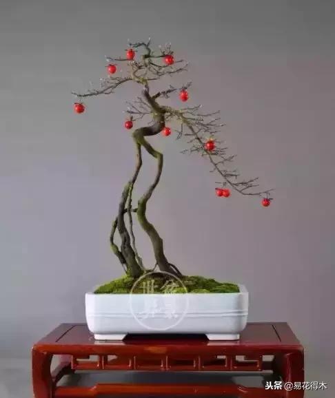 老鸦柿和金弹子的区别，老鸦柿和金弹子谁更容易养活（老鸦柿盆景）